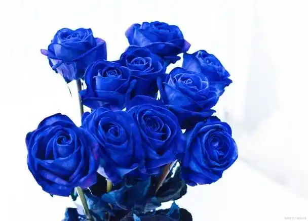 蓝色妖姬月季花是真的吗?