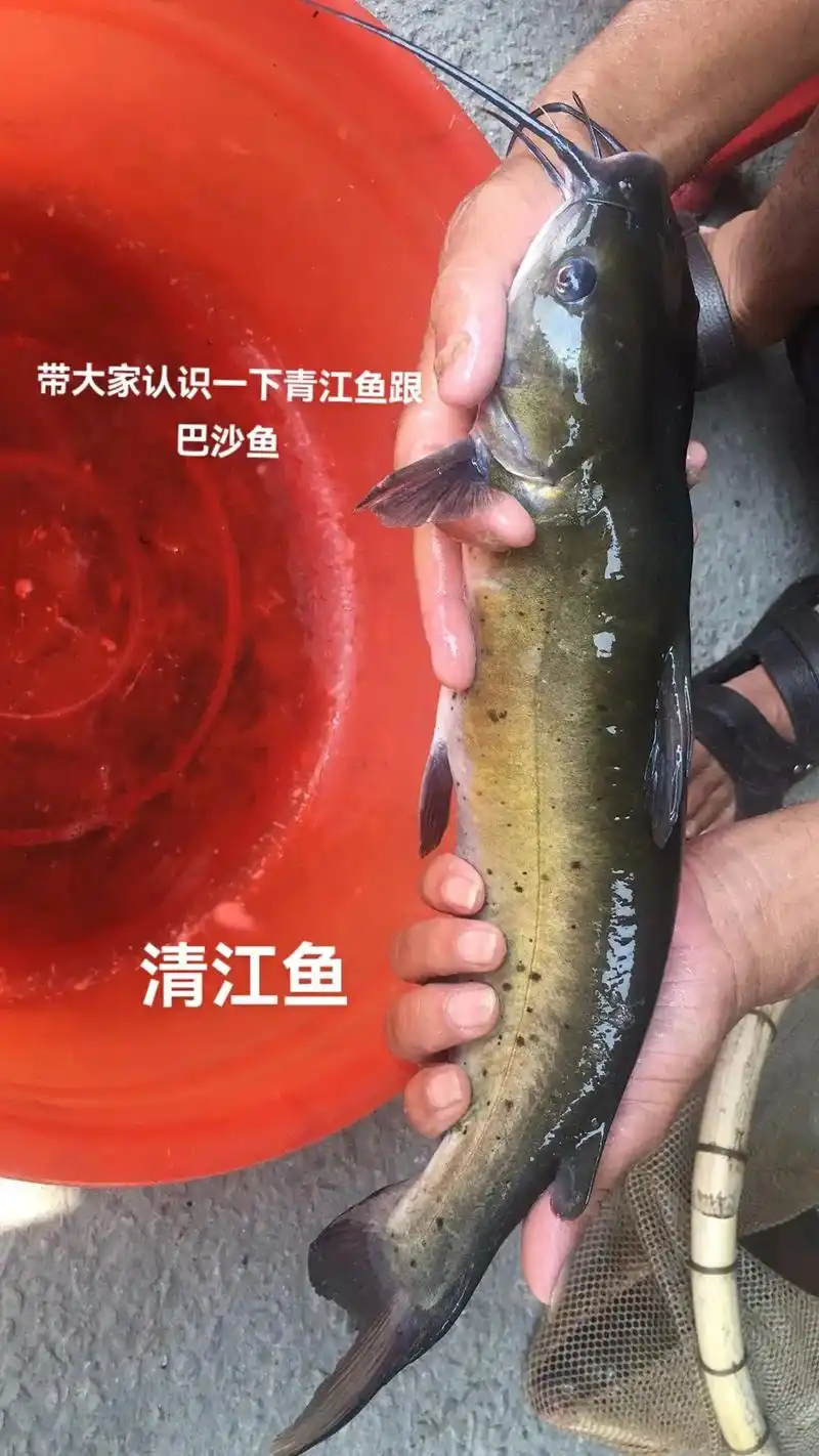 如何区分真假清江鱼:1,颜色差异.巴沙鱼的表面鱼鳞呈银白色