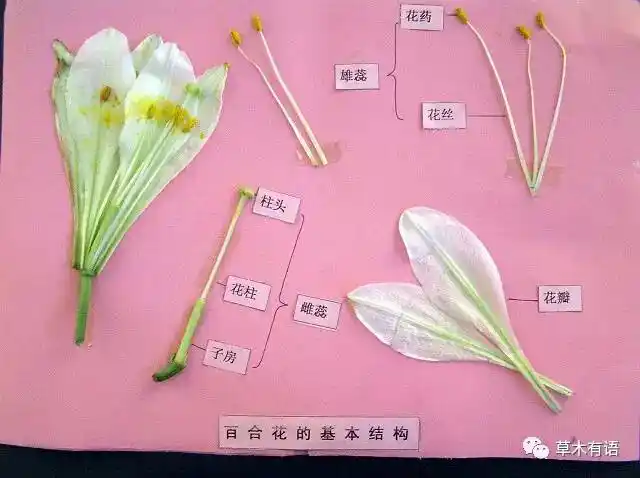 这是我从网上找来的一朵百合花的解剖图,百合科嘛,总要拿百合说事情我