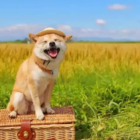 充满正能量阳光向上有朝气的图片头像