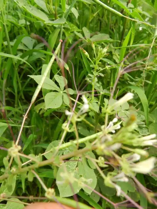 白花菜图片白花菜野菜图片