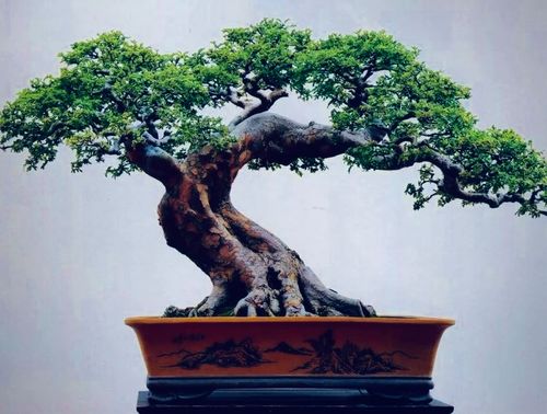 太行山红芽榆树大小精品盆景盆栽绿植