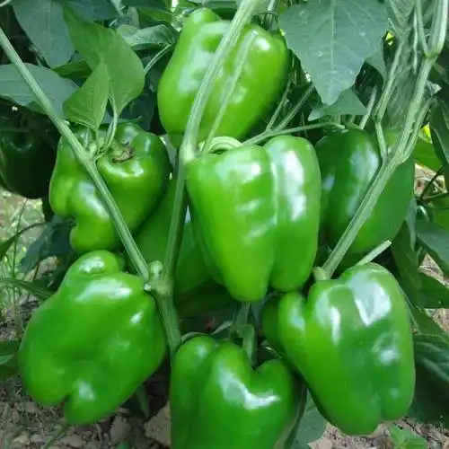 新鲜青椒绿圆椒现摘现发农家自种柿子椒脆甜菜辣椒