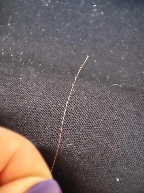 你见过头发开叉这么多的吗