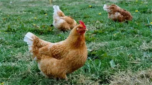 农村大市场 产蛋量高的"红粉鸡"