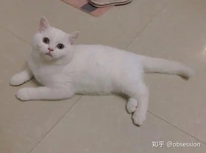 纯白英短多少钱?