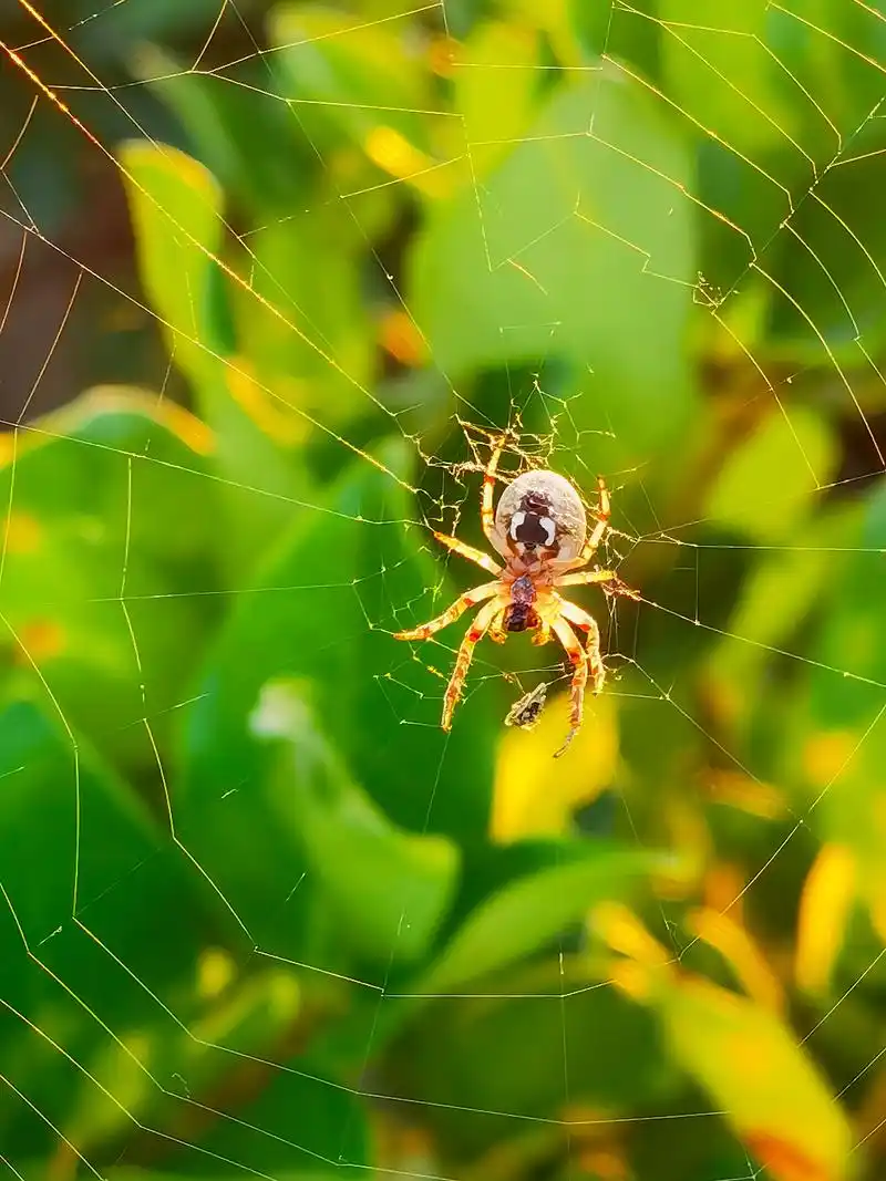 圆蛛 蜘蛛网上的圆蛛 - 抖音