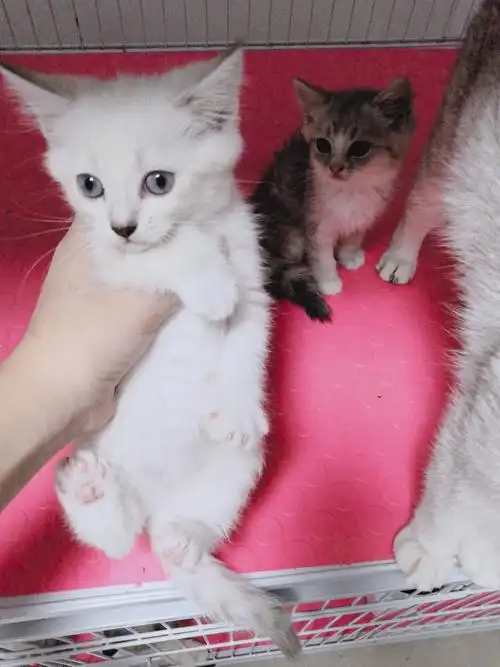 已出家养布偶串银渐层小猫找新家坐标深圳宝安石岩