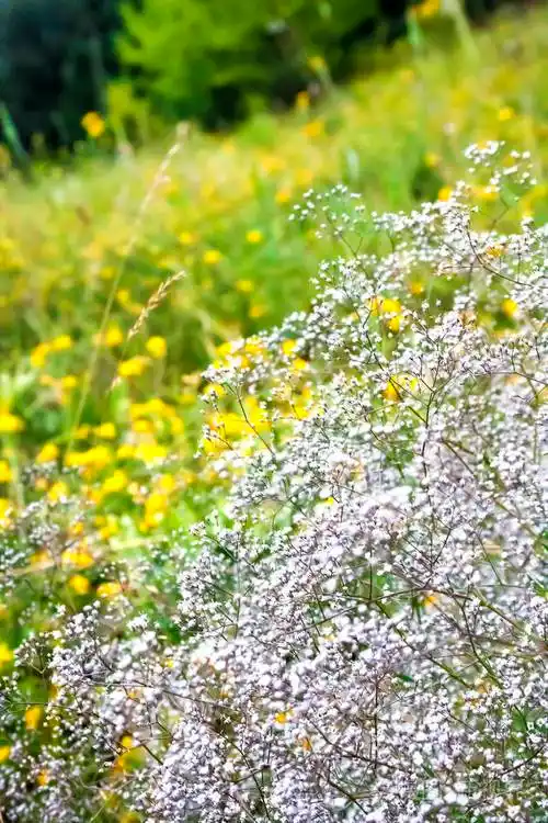 夏季草甸背景上的野生满天星花