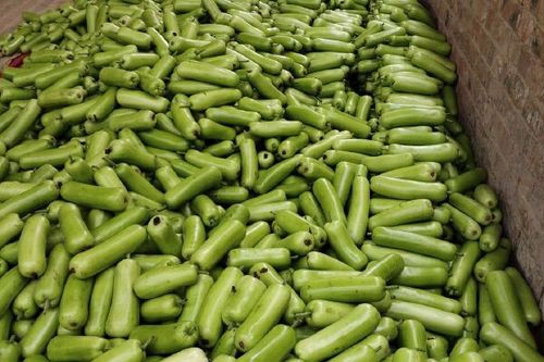 4/斤 瓠瓜  大量弧瓜上市中