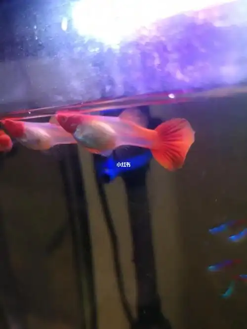 帮忙看下这鱼怀孕了吗?