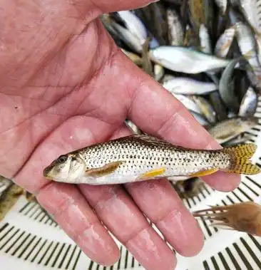 [鲤鱼批发]棒花鱼价格188.00元/斤 - 一亩田