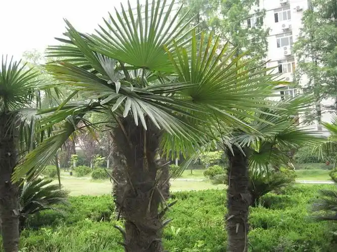 扇子树价格//扇子树批发//扇子树//西安扇子树//陕西扇子树