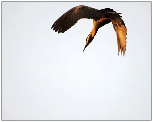 一只鸟飞来了,又飞走了