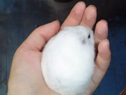 主题纯白色紫仓银狐该找什么样的老公8收藏该贴已收藏只看楼主