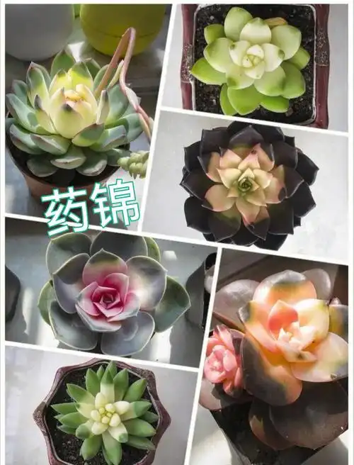 多肉出锦那些事儿