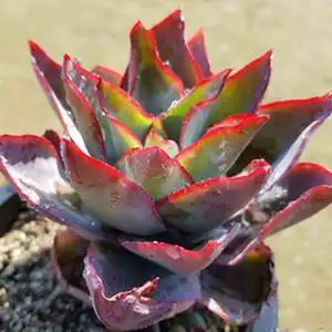 超大冰与火老桩多肉植物进口稀有贵货品种室内防辐射花卉盆栽绿植