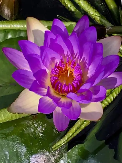 争奇斗艳的睡莲花