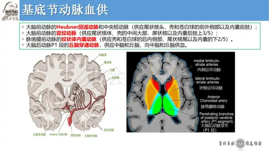 基底节区病变的影像与诊断