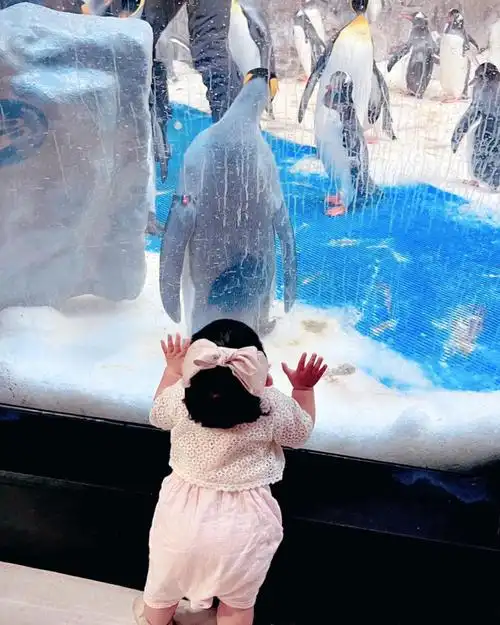 小企鹅在9个月宝宝面前简直就是庞然大物啊