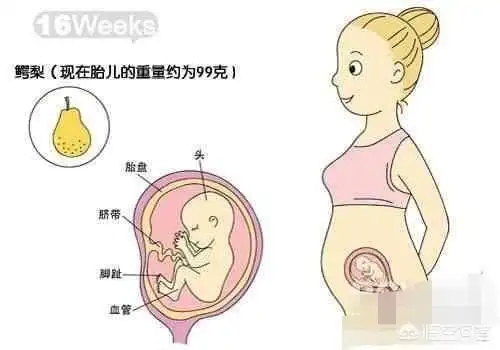 但是在9周以前胎儿性别从外形上看起来都是女孩,只有等到9周以后vmhoj