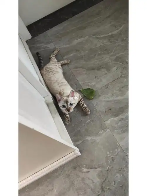 看雪莉这猫猫祟祟的样子