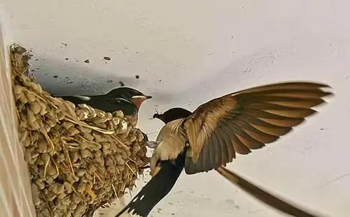 在农村燕子并不是会在所有人家筑巢,它是如何判断呢?