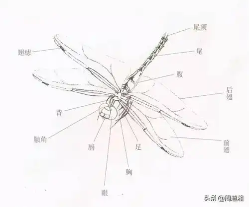 技法| 工笔画草虫之--蜻蜓画法_手机搜狐网
