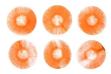 透光下的胡萝卜横切片素材