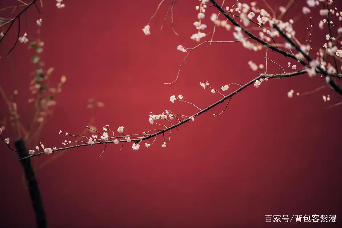 杭州新晋网红景点,白梅配红墙,网友惊呼:美到以为来到了故宫