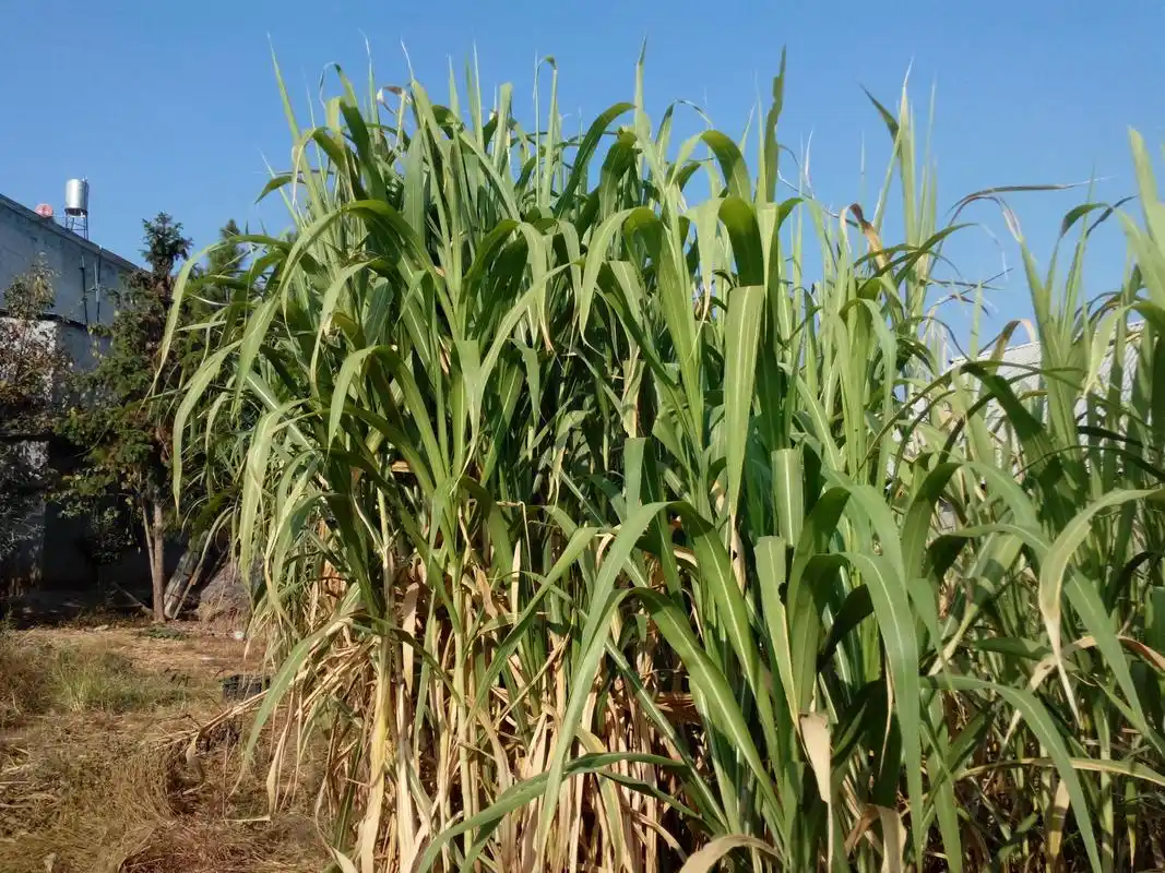 【牛羊*** 牧草新品种 红象草 甜象草 黄竹草】