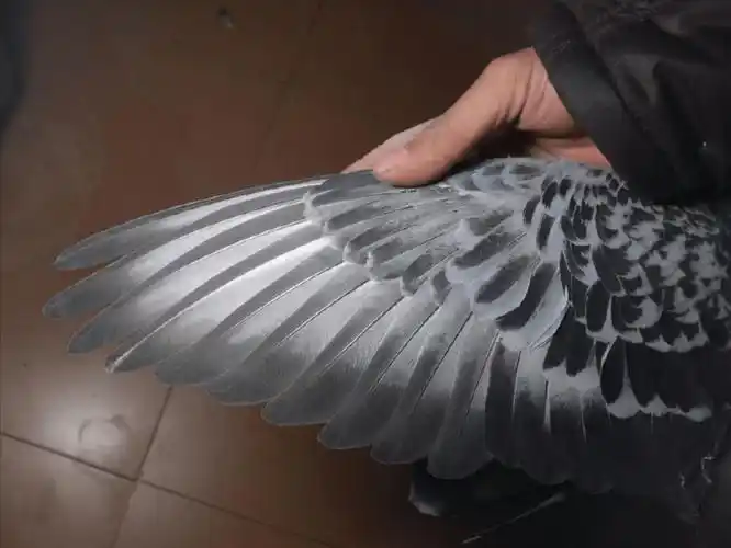 赛鸽翅膀和速度的关系