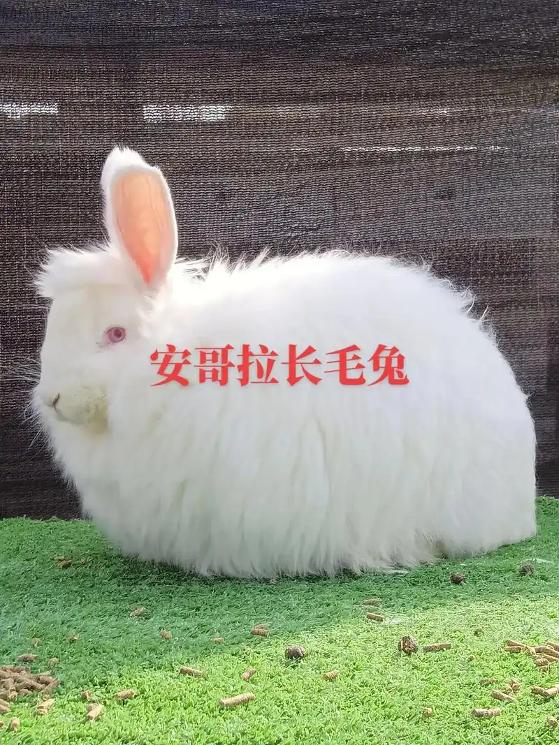安哥拉巨型长毛兔 #农村创业养殖  - 抖音