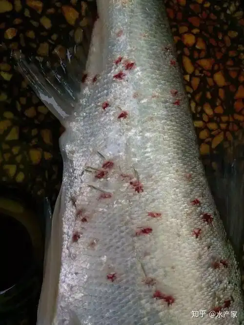 虫见愁鱼类锚头鳋反反复复老不好多半是没用对方法