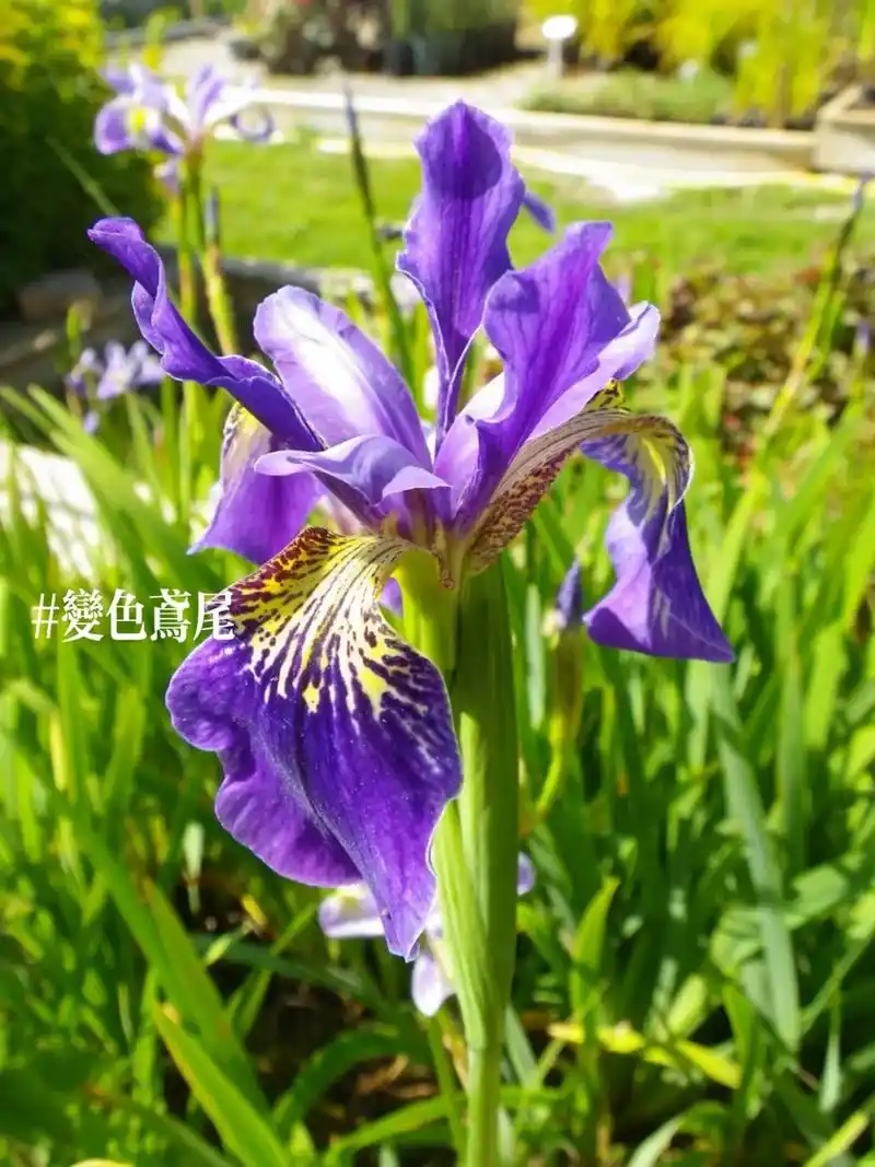 7415变色鸢尾是鸢尾科鸢尾属植物,变色鸢尾是 - 抖音