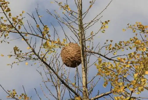 蜂巢相信大家都知道,而且应该都见过,平时我们见过的蜂窝几乎都是在树