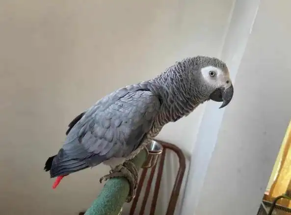 这些宠物不能买泰顺女子饲养非洲灰鹦鹉被查处