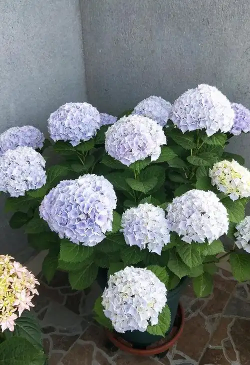 魔幻海洋—阳台也能养的绣球花,植株矮小,超大花球,花期跨三季