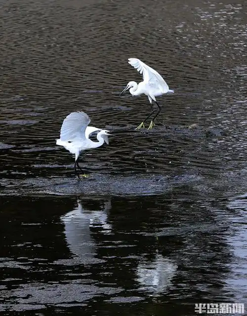 张村河畔白鹭飞-半岛网
