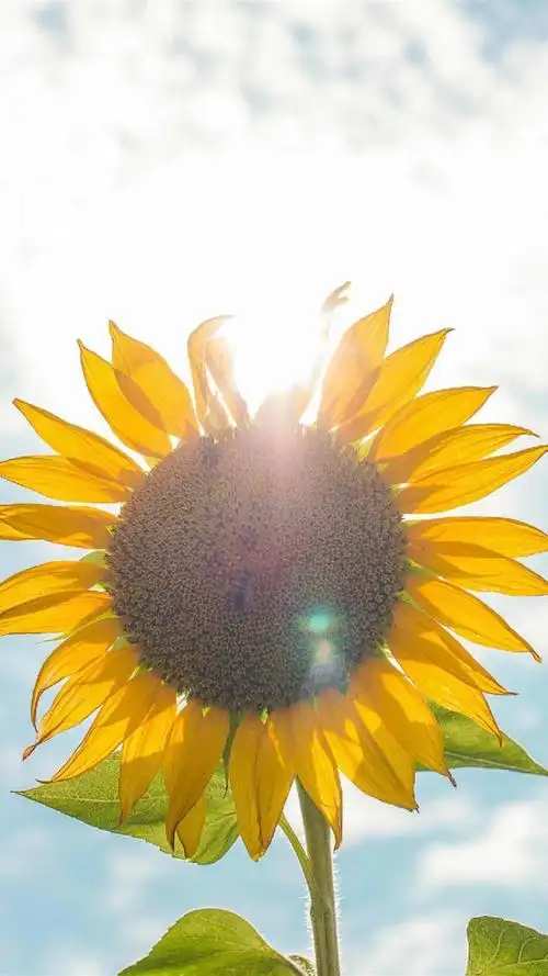 阳光与向日葵,高清图片,手机锁屏桌面-壁纸族