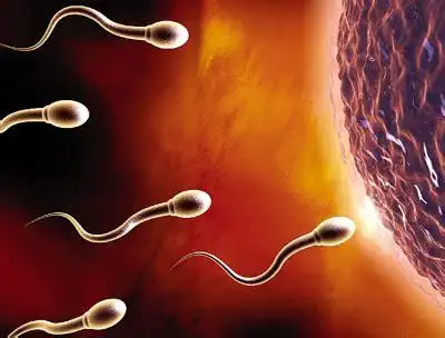 人类妇女最大生育年龄多大