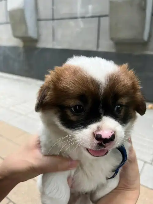 妈咪泰迪爸比柴犬咋就混了个熊猫眼的串串呢