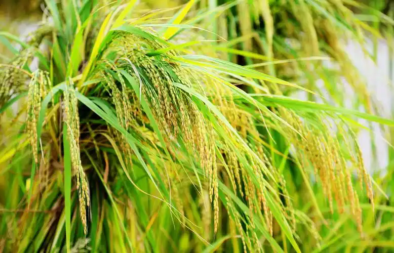 丰收节大王庙农场水稻览品之景