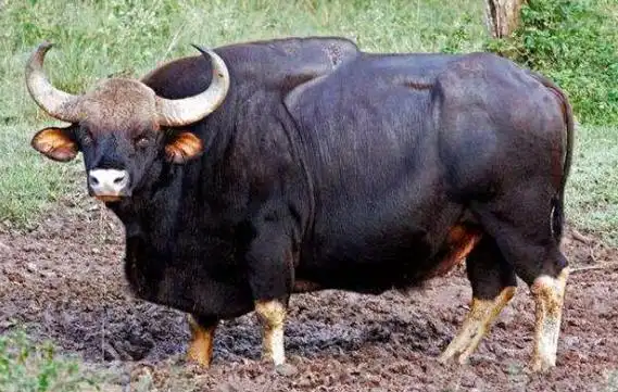 世界上最大的牛 印度野牛体重3000斤把老虎赶的飞跑