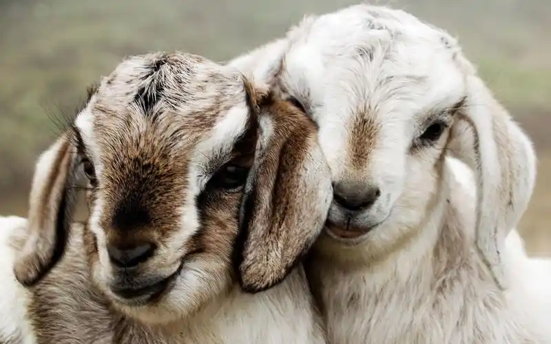 超级可爱的绵羊壁纸图片