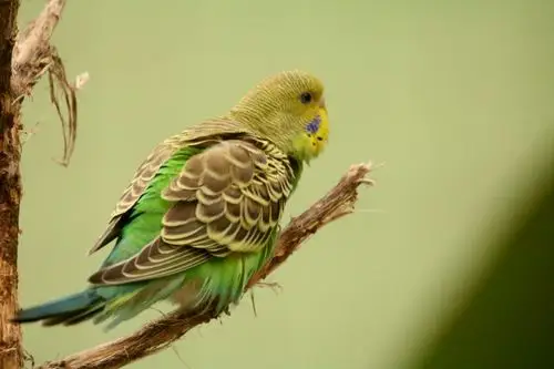 虎皮鹦鹉:拍于河南濮阳