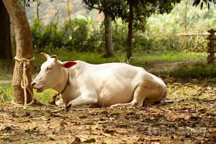 印度白牛泽布安静地躺在雨林中