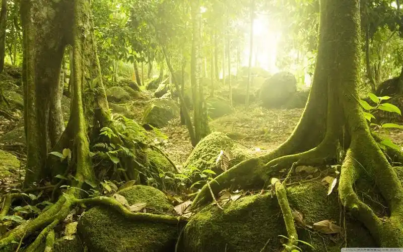 唯美的自然原始森林电脑壁纸