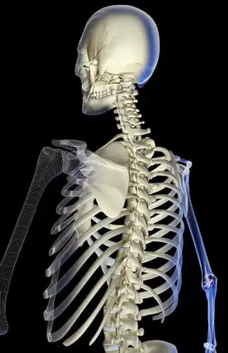 肩胛骨,骨骼,无人,竖图,x光片,室内,白天,正面,数码,科技,阴影,黑色