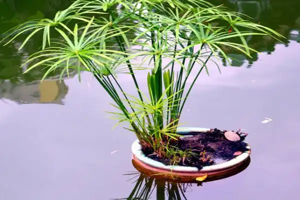 家里养水竹风水好吗 家里养水竹有什么讲究_综合文献_心宇常识百科